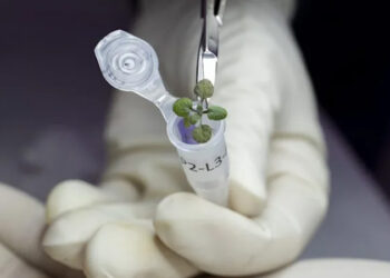 चन्द्रमाको माटोमा पहिलो पटक बोटबिरुवा उमारियो