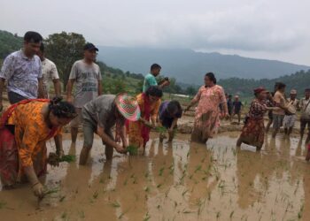 देशभर ५ लाख ३९ हजार हेक्टर क्षेत्रफलमा रोपाइँ सकियो