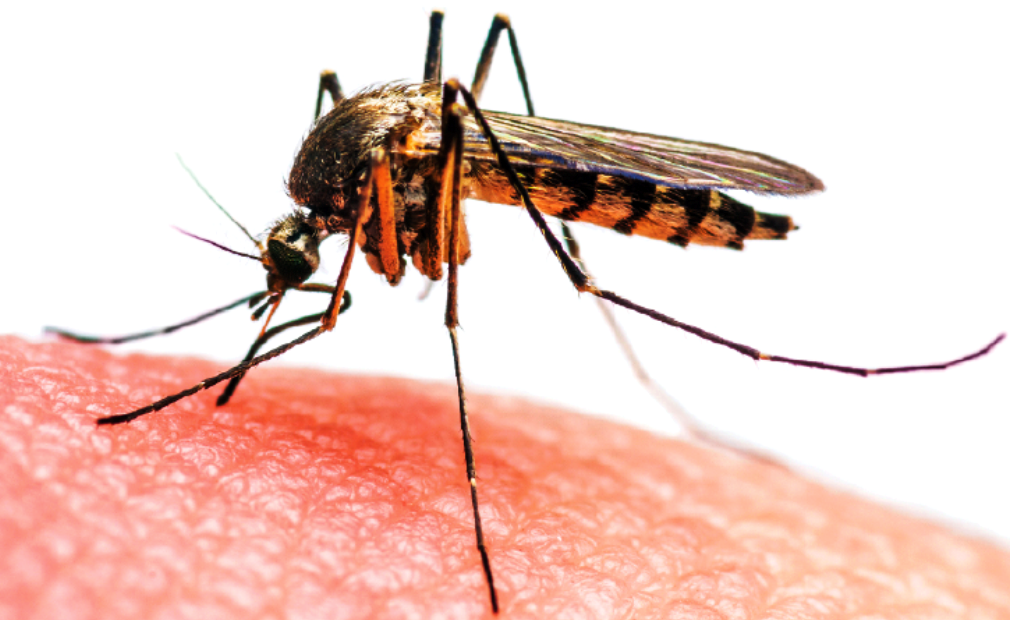 dengue_JaZByzkJr6-1