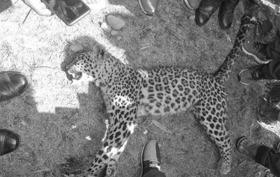 पोखरामा चितुवाको आक्रमणबाट २ जना घाइते, चितुवा मृत फेला