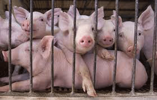 pig