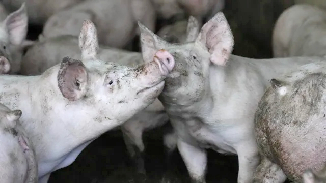 Sungur-Swine-Fever
