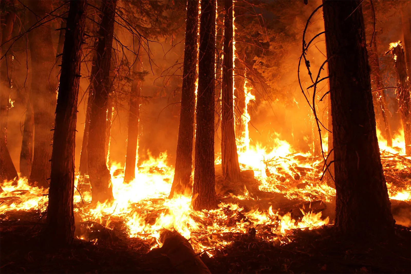 Wildfire-Stanislaus-National-Forest-California-2013