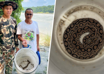 वैशाख यता बर्दघाटमा भेटिए २७ वटा अति विषालु रसेल्स भाइपर सर्प