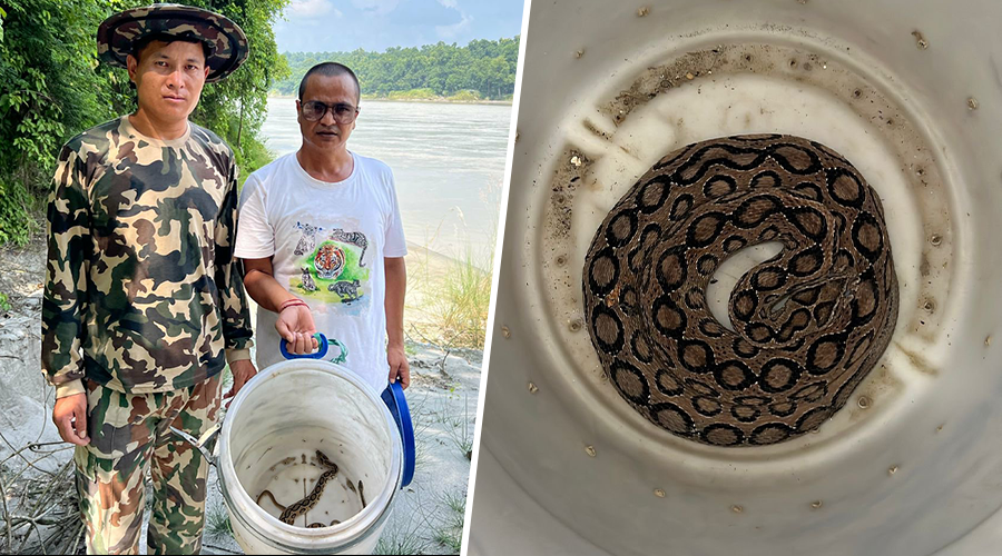 वैशाख यता बर्दघाटमा भेटिए २७ वटा अति विषालु रसेल्स भाइपर सर्प